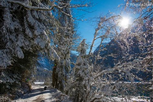 Verschneiter Waldweg im Winter
