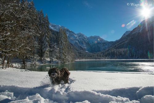 Hund im Schnee am Bergsee