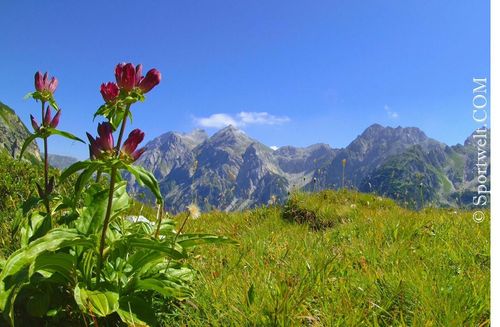 Alpenblumen vor Bergkulisse